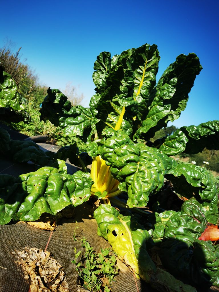 Un traiteur qui cuisine des produits issus de son potager